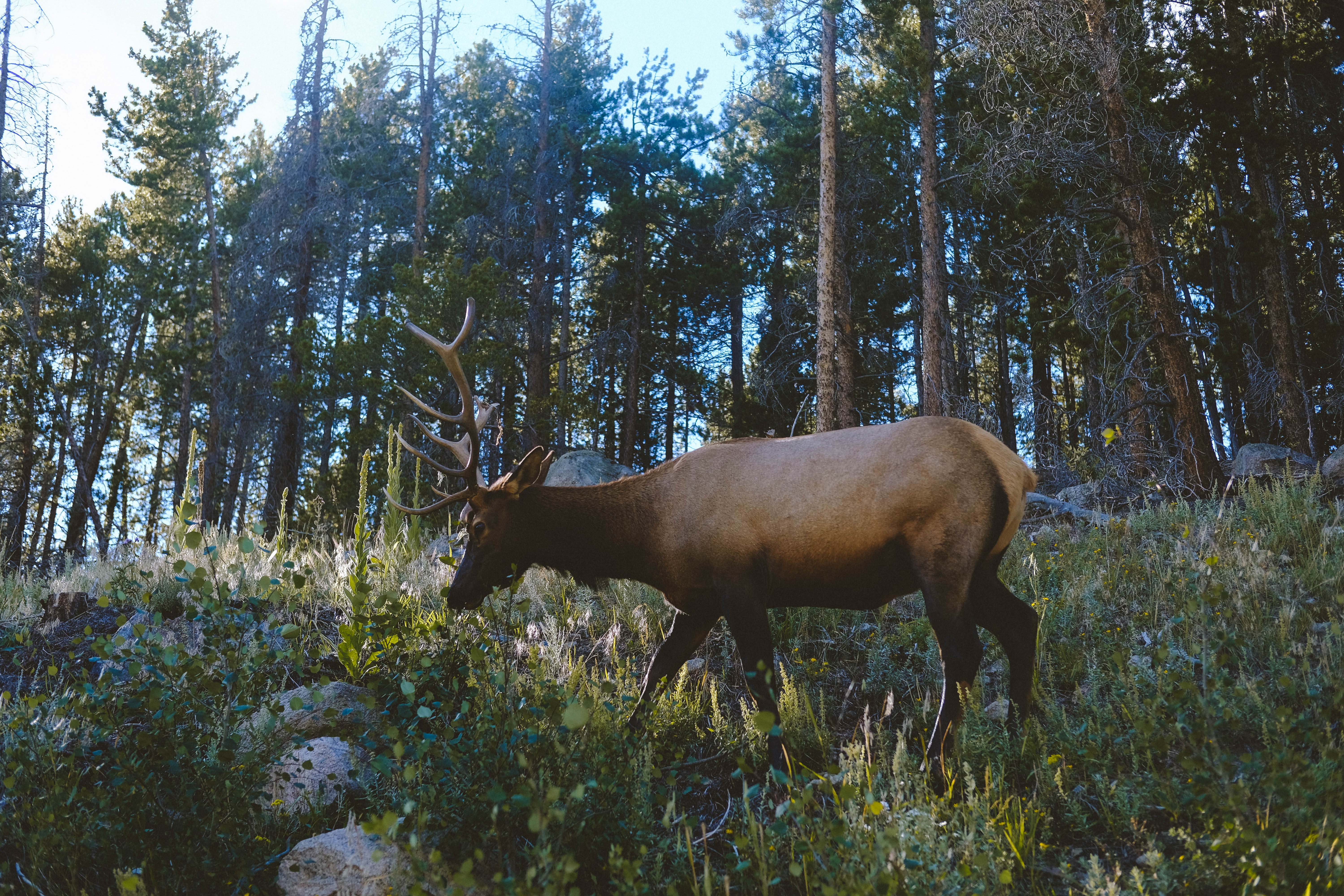 white elk native american