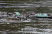 Ducks swim past plastic bottles and other debris floating on the Tiber River in Rome July 28, 2019. In his 2015 encyclical, "Laudato Si', on Care for Our Common Home," Pope Francis said that "the earth, our home, is beginning to look more and more like an immense pile of filth." (CNS photo/Paul Haring)